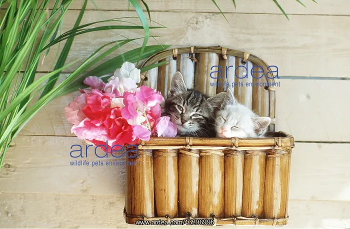 : CAT - kittens x two in wall box with sweet pea flowers : CAT - kittens x two in wall box with sweet pea flowers