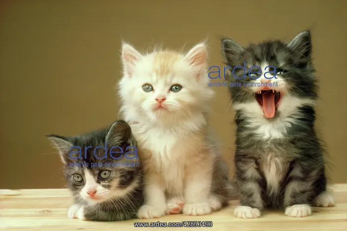  : Cat - three kittens - one yawning