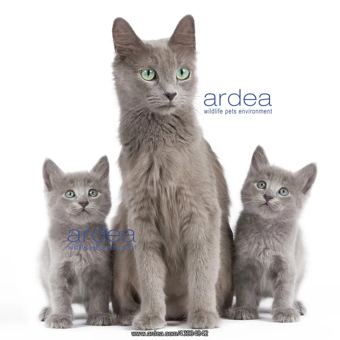  : Cat - Korat
