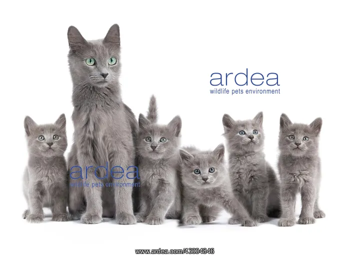  : Cat - Korat