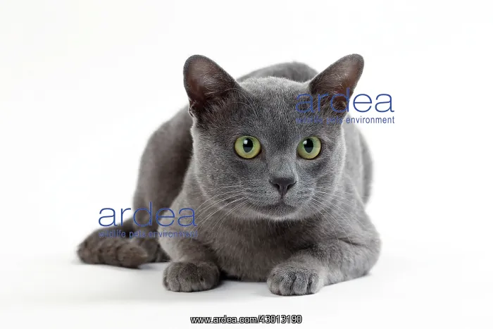  : Cat Korat lying down
