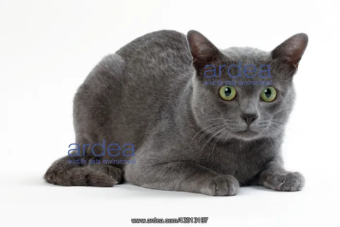  : Cat Korat lying down