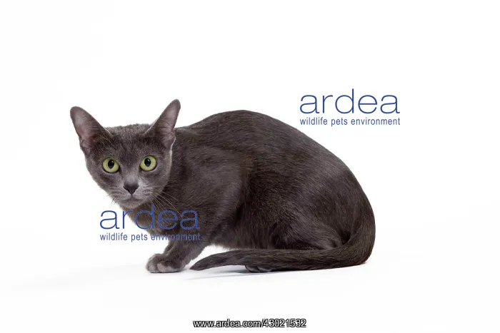  : Cat - Korat