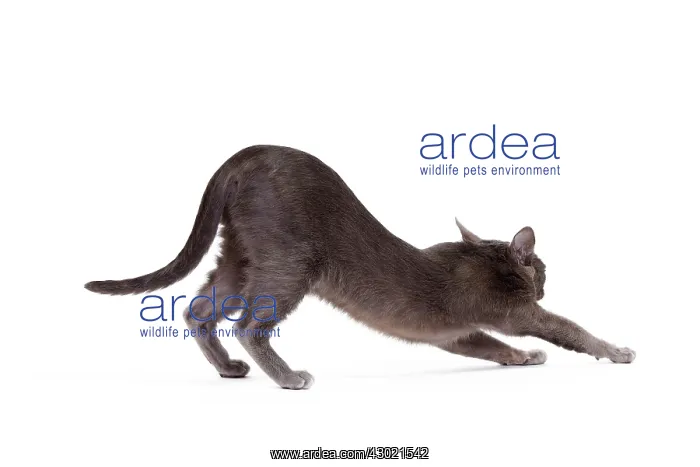 : Cat - Korat : Cat - Korat