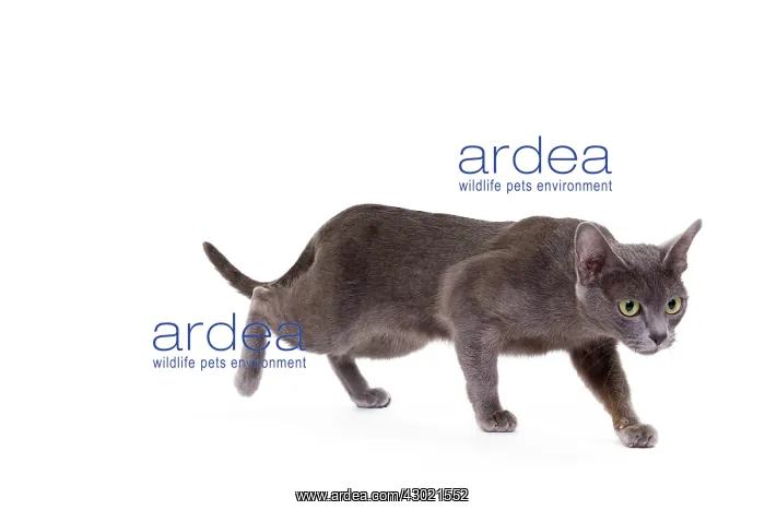  : Cat - Korat