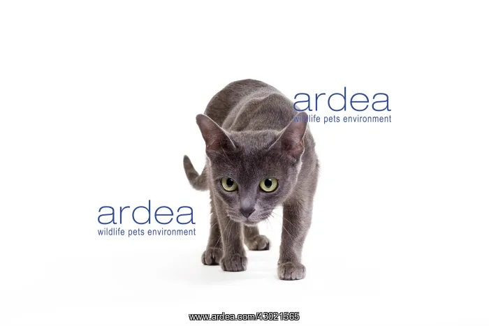  : Cat - Korat