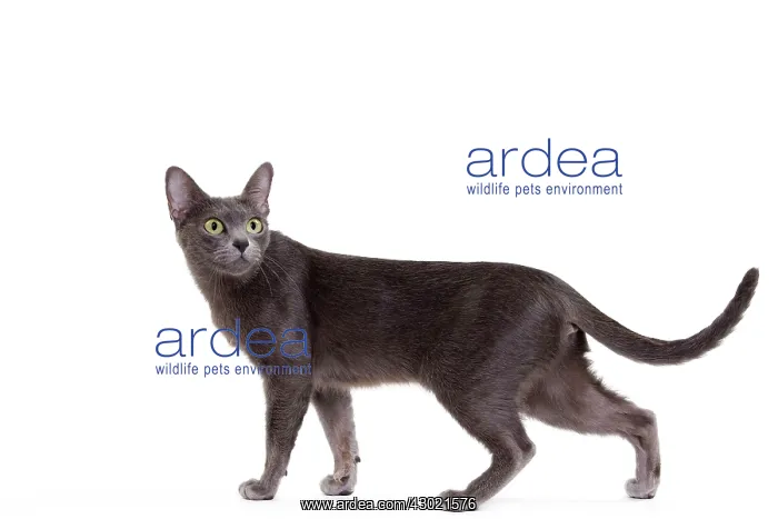  : Cat - Korat