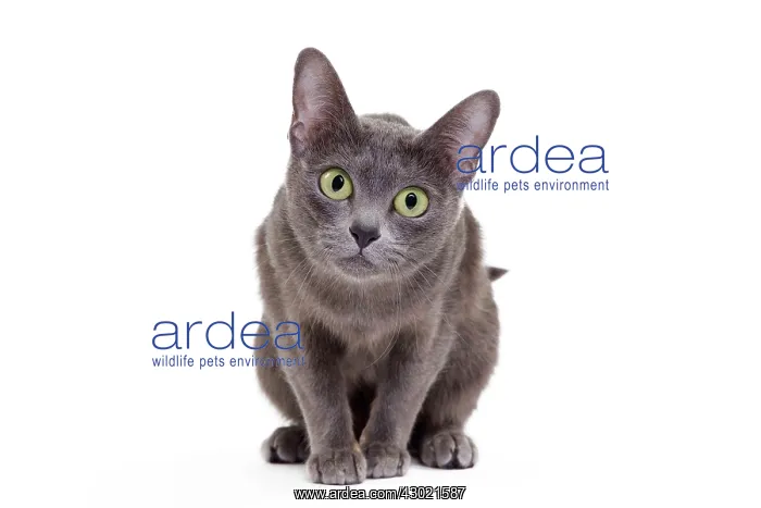  : Cat - Korat