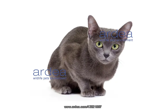  : Cat - Korat