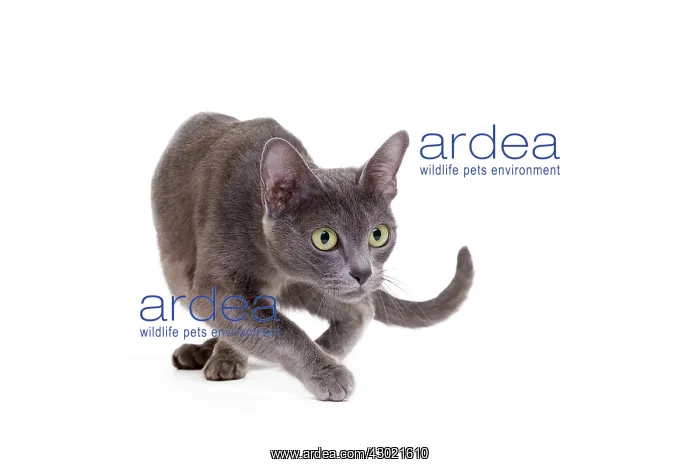  : Cat - Korat