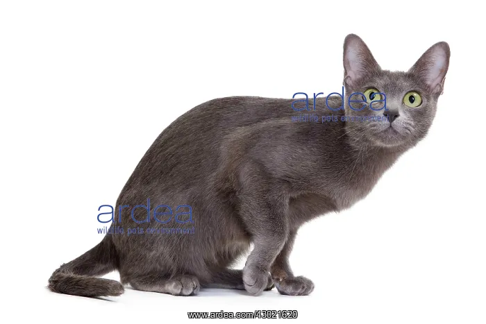  : Cat - Korat