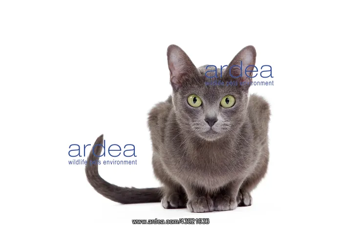  : Cat - Korat