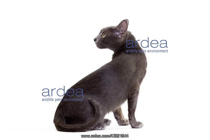  : Cat - Korat