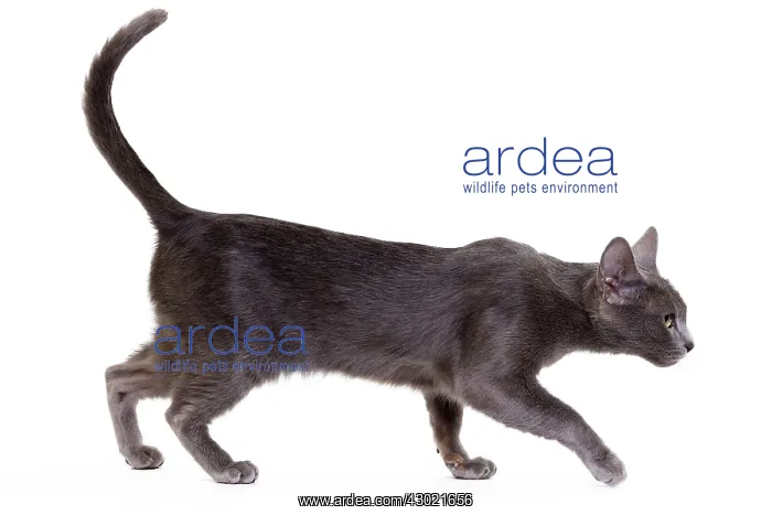  : Cat - Korat