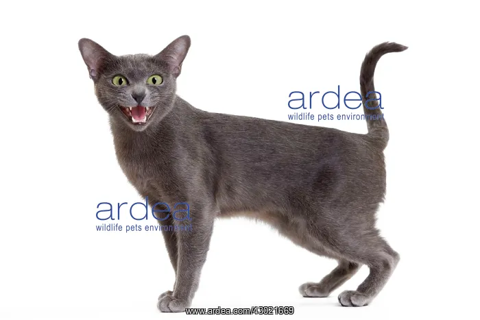  : Cat - Korat