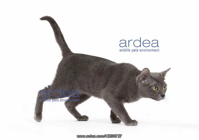 : Cat - Korat : Cat - Korat