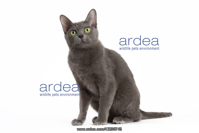 : Cat - Korat : Cat - Korat