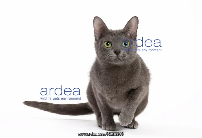 : Cat - Korat : Cat - Korat