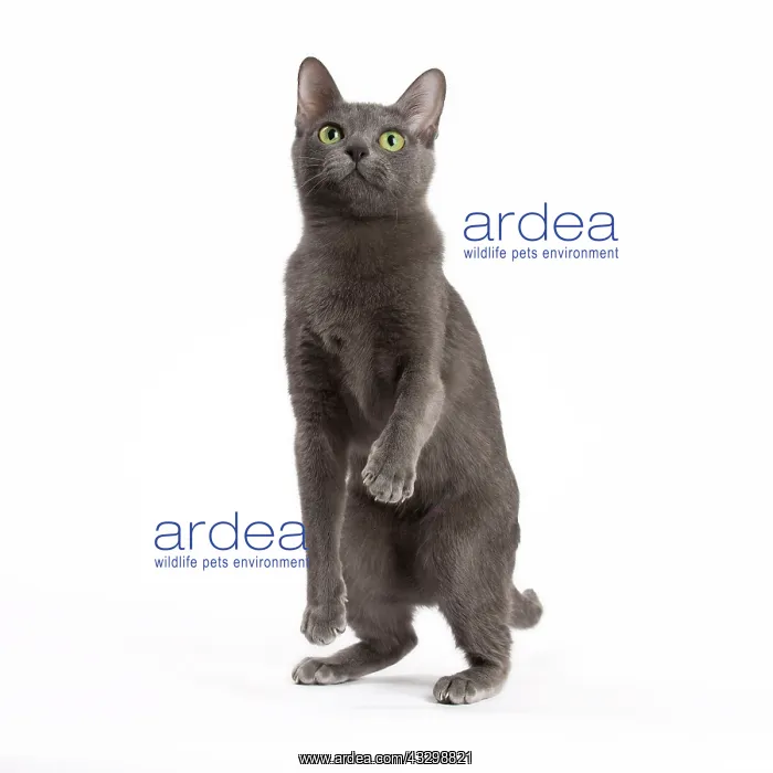 : Cat - Korat : Cat - Korat