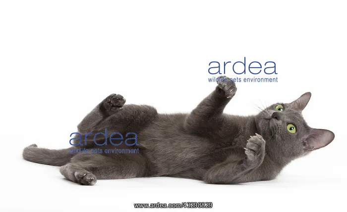 : Cat - Korat : Cat - Korat
