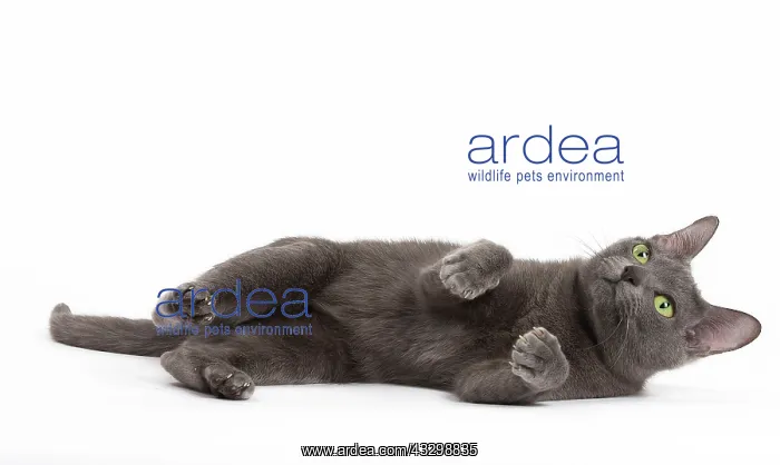 : Cat - Korat : Cat - Korat