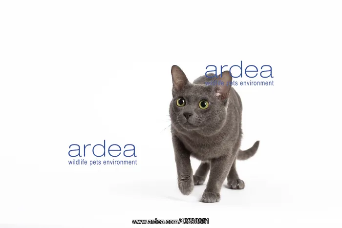 : Cat - Korat : Cat - Korat