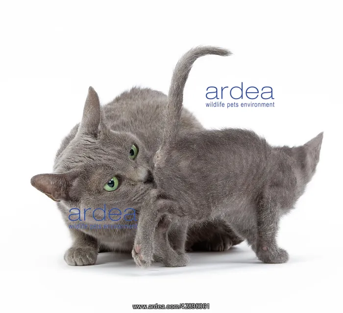 : Cat - Korat - adult cleaning / washing kitten in studio : Cat - Korat - adult cleaning / washing kitten in studio