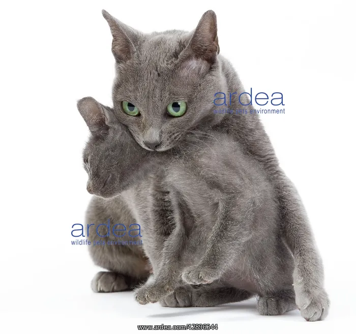 : Cat - Korat - adult picking up kitten in studio : Cat - Korat - adult picking up kitten in studio