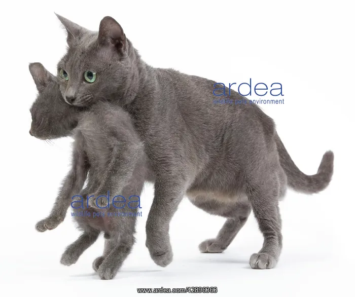 : Cat - Korat - adult picking up kitten in studio : Cat - Korat - adult picking up kitten in studio