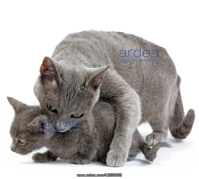 : Cat - Korat - adult picking up kitten in studio : Cat - Korat - adult picking up kitten in studio
