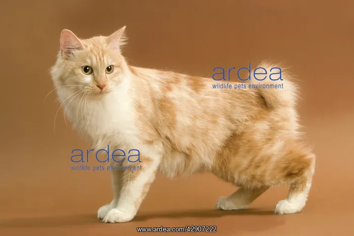  : Cat - Kurilian bobtail