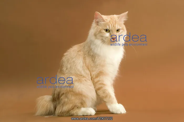  : Cat - Kurilian bobtail