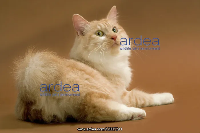  : Cat - Kurilian bobtail