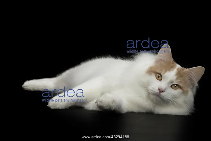 : Cat - Kurilian Bobtail : Cat - Kurilian Bobtail