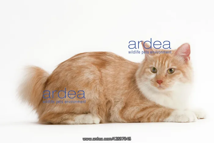  : Cat - Kurilian Bobtail. Lying, side view