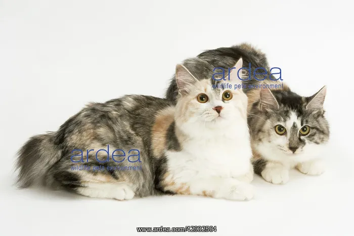  : Cat - Kurilian Bobtail - two in studio