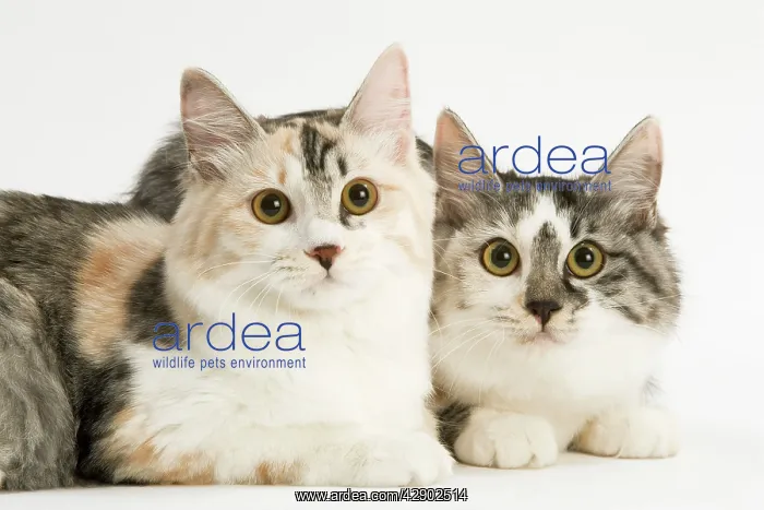  : Cat - Kurilian Bobtail - two in studio