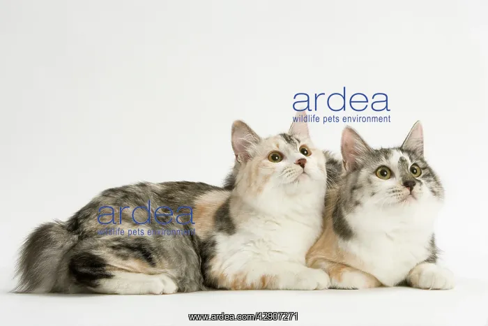 : Cat - Kurilian bobtail tortie & white in studio : Cat - Kurilian bobtail tortie & white in studio