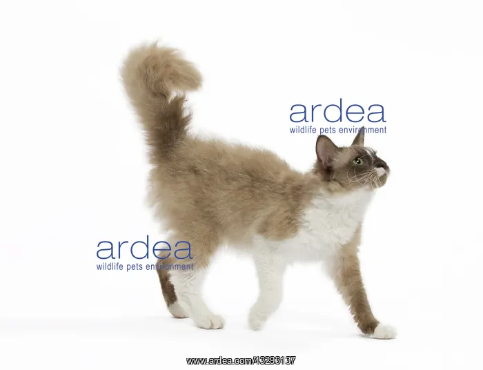: Cat - La Perm : Cat - La Perm