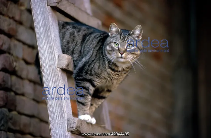  : Cat on top of ladder