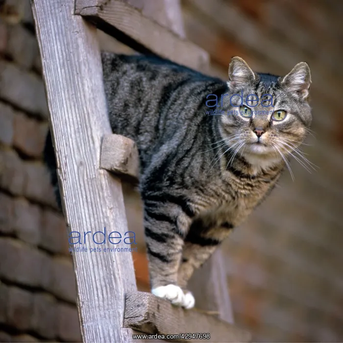 : Cat on top of ladder : Cat on top of ladder