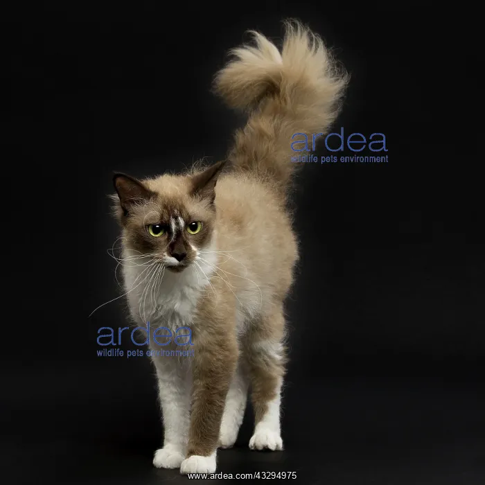 : Cat - LaPerm : Cat - LaPerm
