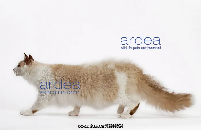 : Cat - LaPerm : Cat - LaPerm