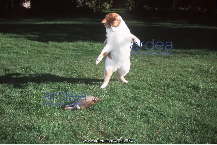 : Cat - Leaping, playing with dead rabbit lying on grass : Cat - Leaping, playing with dead rabbit lying on grass