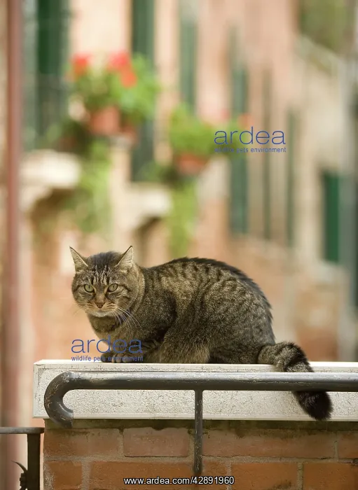  : Cat - on ledge