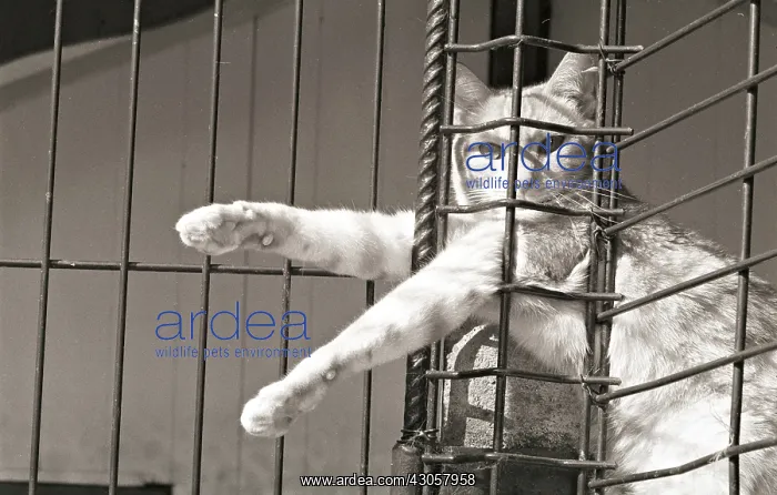 : Cat from his legs in a grid Refuge of Beauregard : Cat from his legs in a grid Refuge of Beauregard