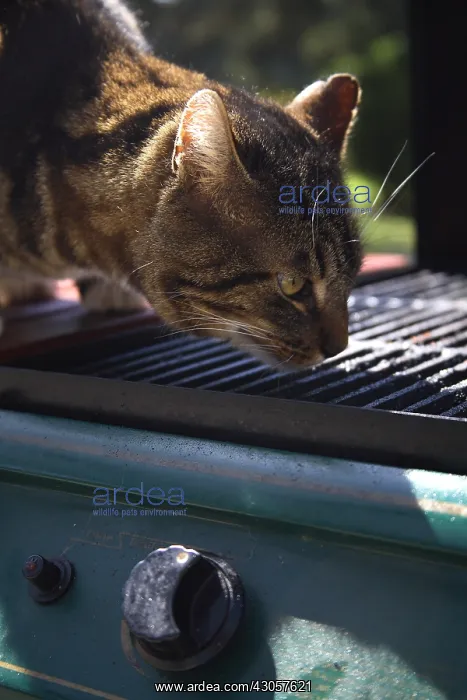 : Cat licking the grill of a barbecue France : Cat licking the grill of a barbecue France