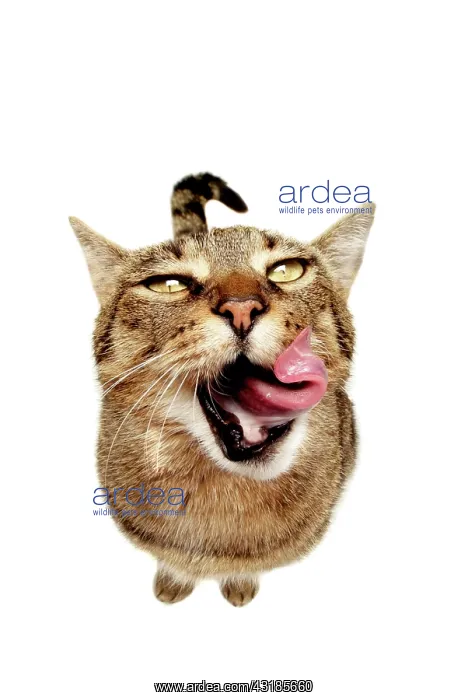 : Cat licking its mouth, seen from above : Cat licking its mouth, seen from above
