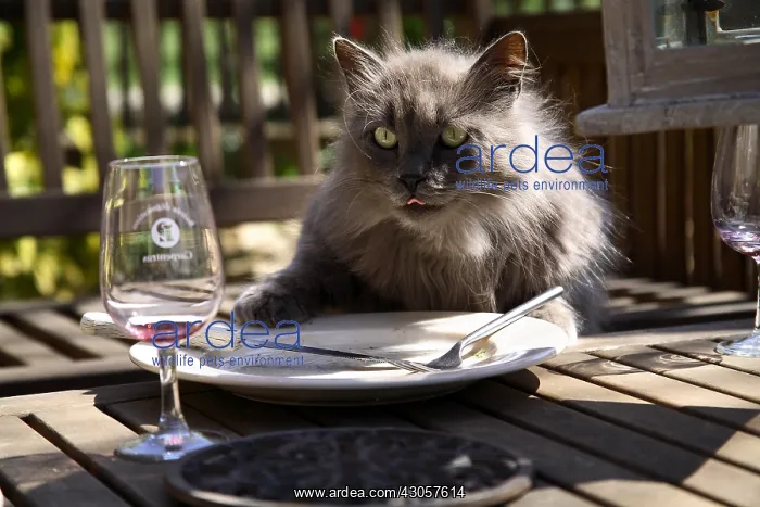 : Cat licking a plate France : Cat licking a plate France