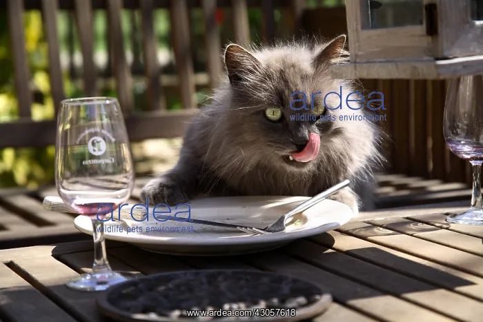 : Cat licking a plate France : Cat licking a plate France